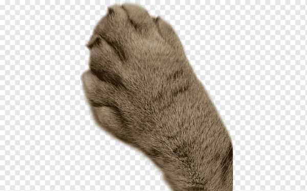 Лапа животного