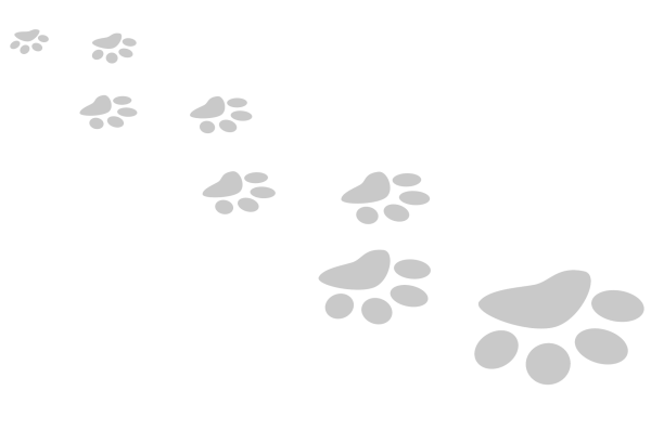 Лапки животных следы