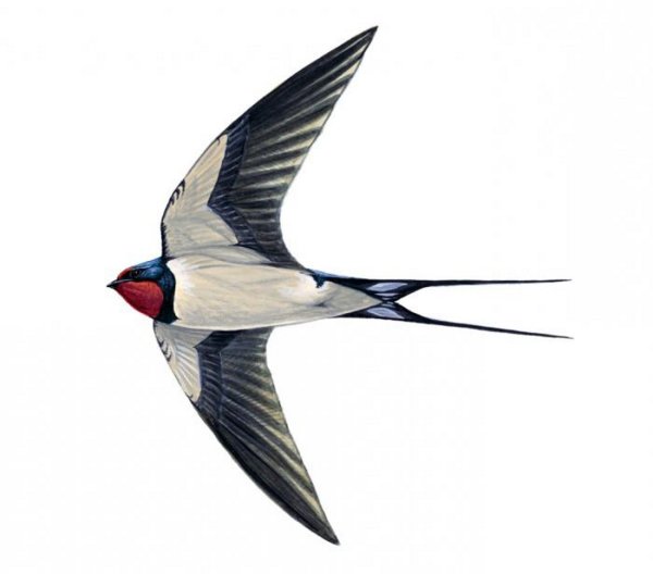 Ласточка Перелетная птица