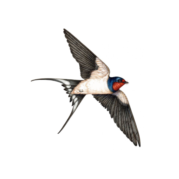 Ласточка рисунок