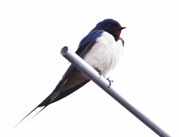 Ласточка на белом фоне