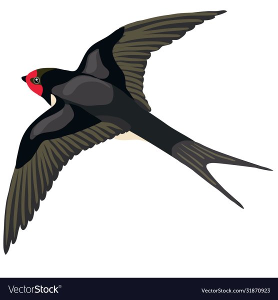 Ласточка рисунок