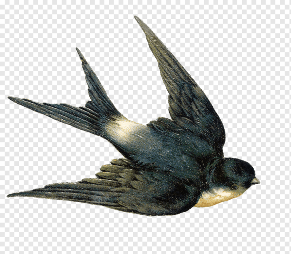 Ласточка на белом фоне