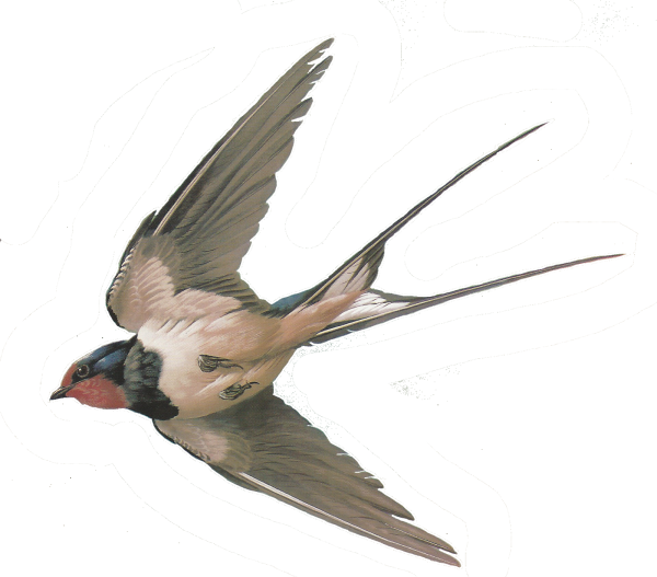 Ласточка картинка