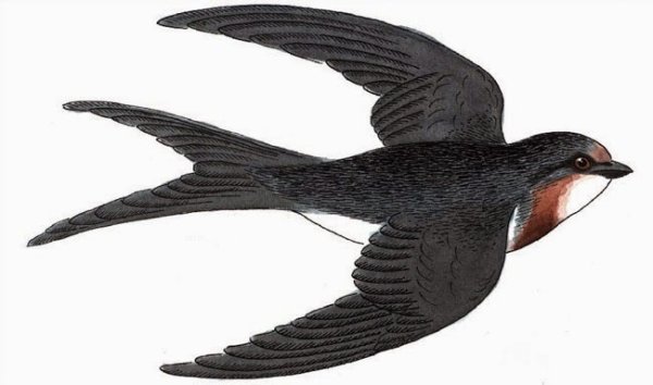 Перелетные птицы ла с то ч уа