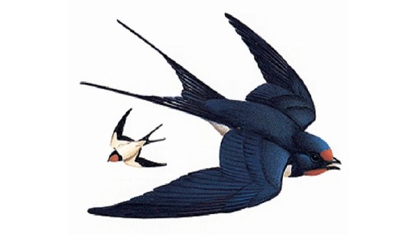 Ласточка картинка на прозрачном фоне