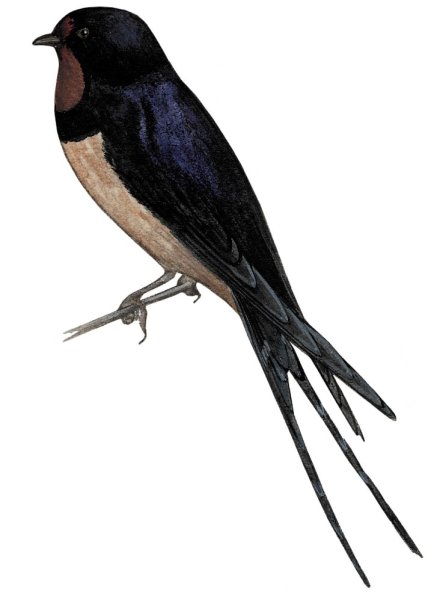 Ласточка Перелетная птица