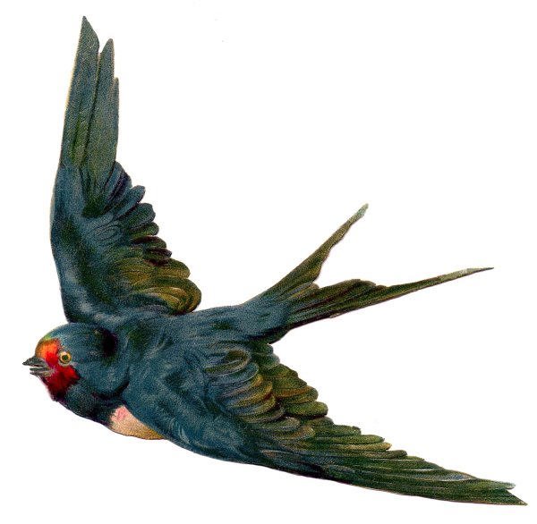 Ласточка на прозрачном фоне