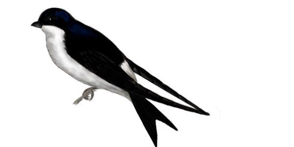 Ласточка сидит