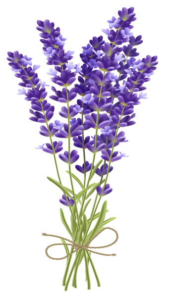 Букет лаванды на прозрачном фоне