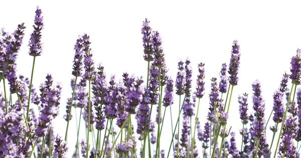 Лаванда для фотошопа