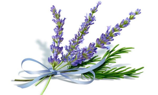 Лавандовая веточка