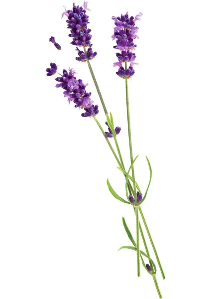 Веточка лаванды