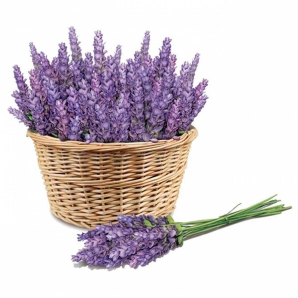 Лаванда ПСД