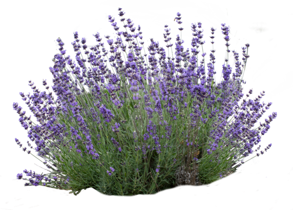 Лаванда куст