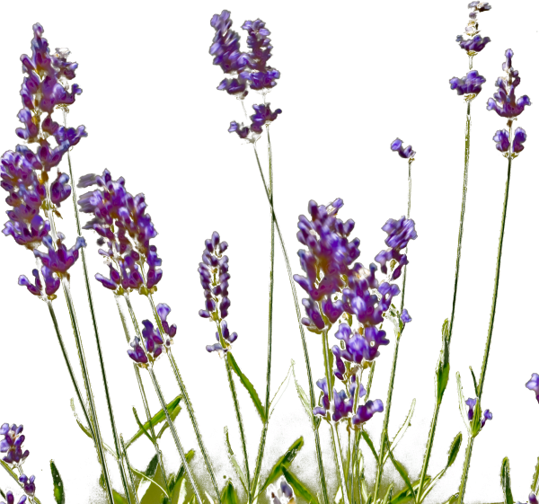 Лаванда без фона