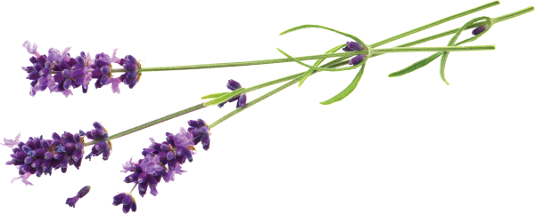 Веточка лаванды