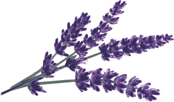 Шалфей на белом фоне