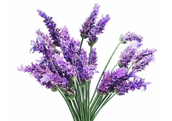Лаванда на белом фоне