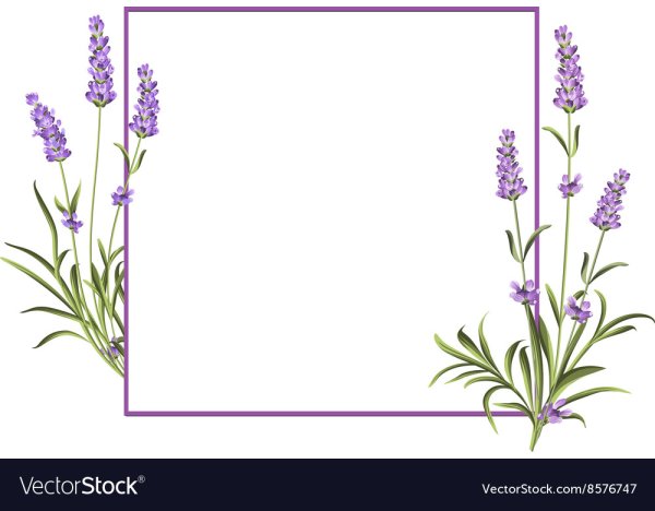 Рамка с лавандой на прозрачном фоне