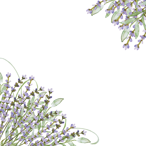 Лаванда без фона