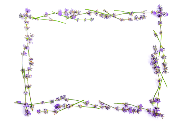 Лаванда рамка