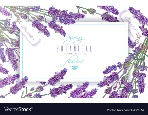 Лаванда рамка