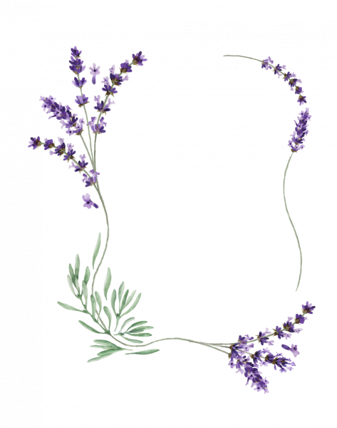 Лаванда рисунок