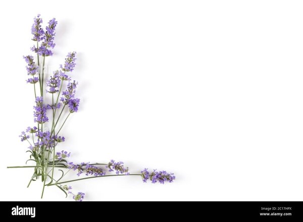 Лаванда в белой рамке