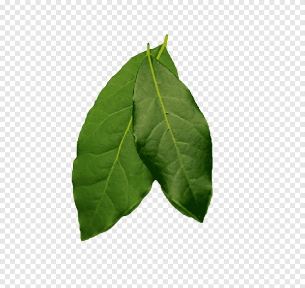 Лист лаврушки