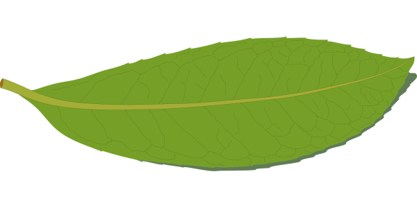 Лист зеленый вытянутый