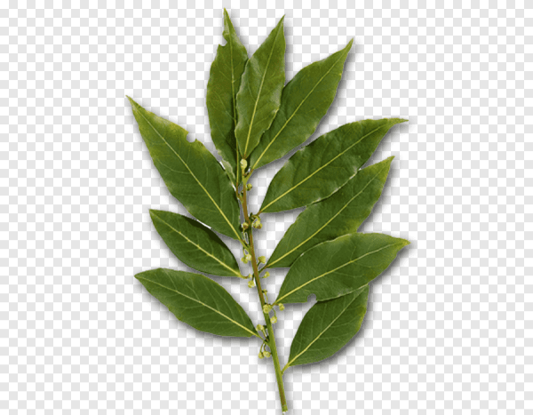 Лаврушка лист