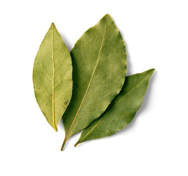 Лавровый лист на белом фоне