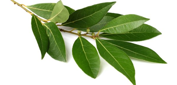 Эвкалиптовый лавр