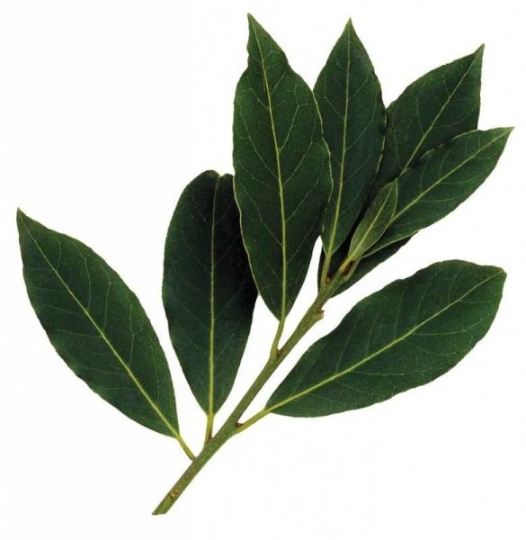 Лавровый лист Laurier