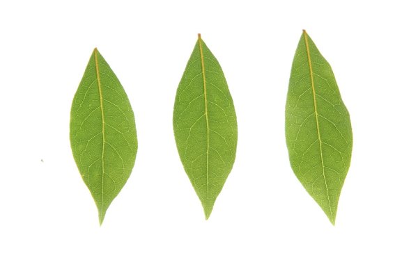 Лавровый лист текстура