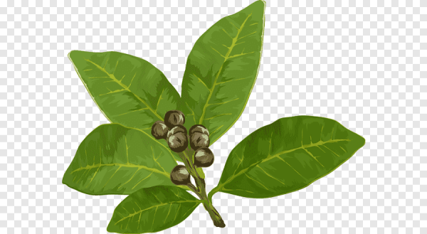 Лавр растение арт