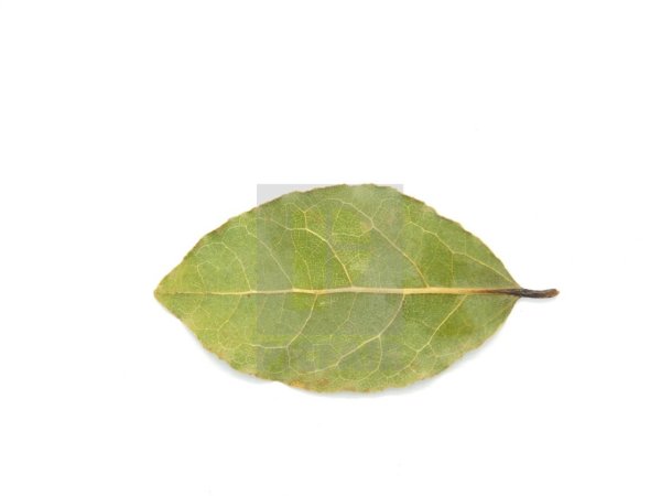 Лавровый лист