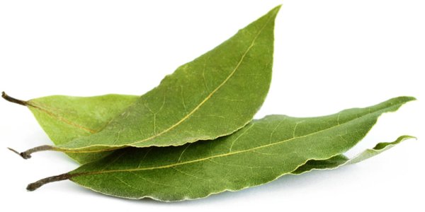Лаврушка на белом фоне