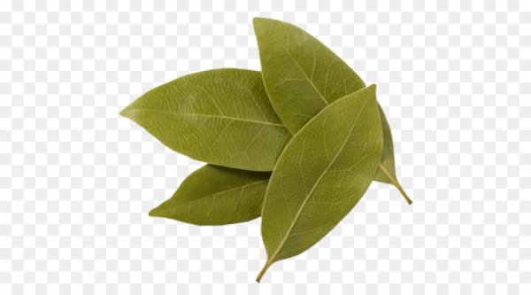 Лавровые ИСТЬЯНА прозрачном фоне