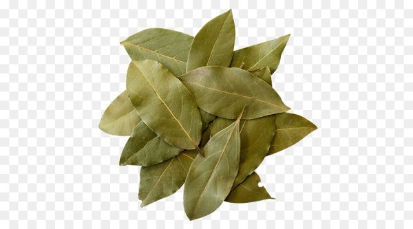 Надпись лавровый лист