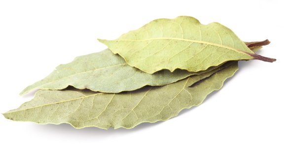 Лавровый лист на белом фоне