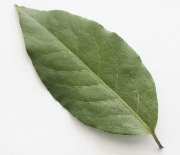 Лавровый лист