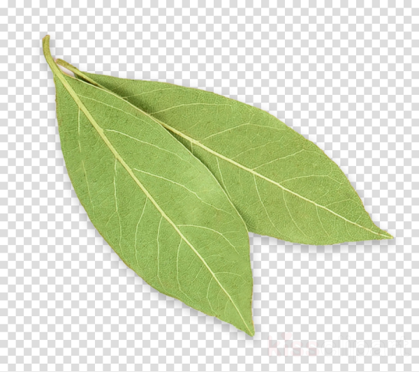 Лавровый лист на белом фоне