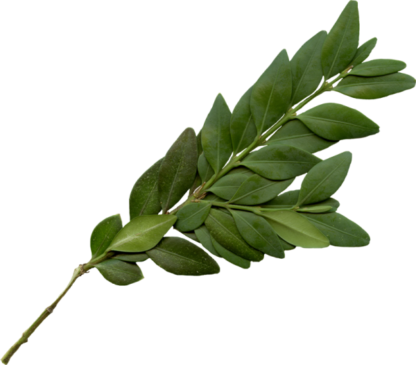 Ветка зелени