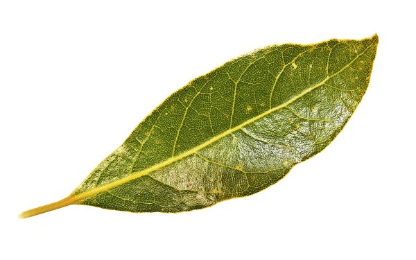 Лист лаврушки