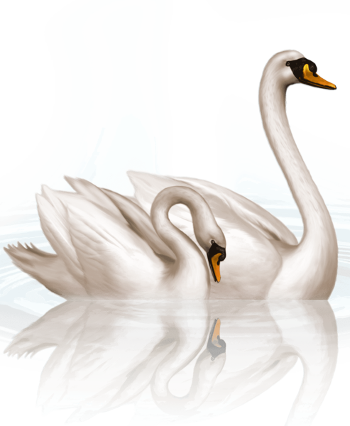 Лебедь для детей