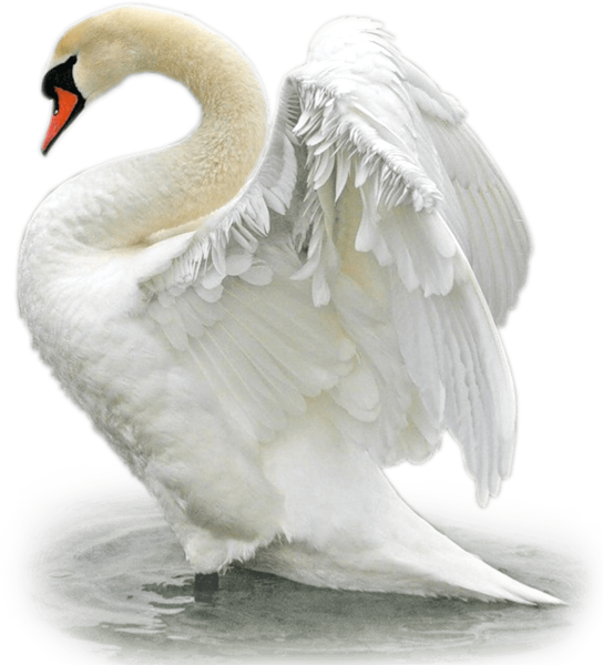 Лебедь прозрачный