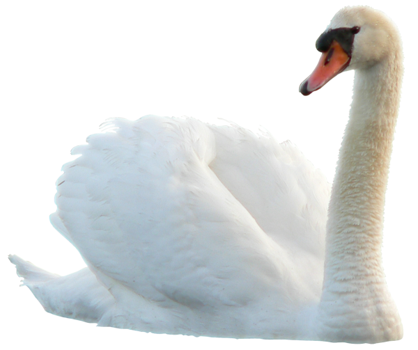 Лебедь на прозрачном фоне