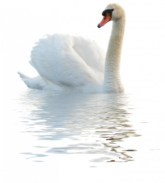 Белый лебедь